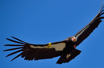 飞行中罕见的加州秃鹰