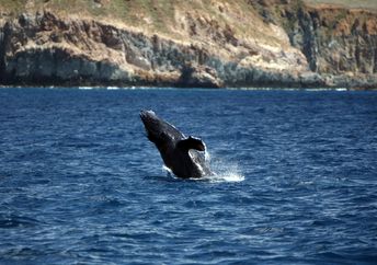 在Socirtagigos Archipelago附近突破年轻的驼背鲸
