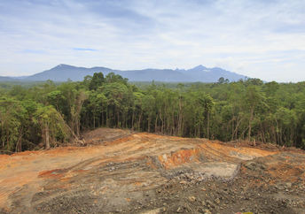 森林砍伐：伤痕累累的地球，热带雨林已经被马来西亚婆罗洲的人类发展摧毁了