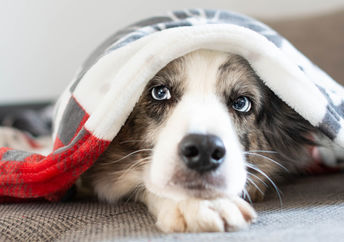 狗隐藏在毯子下。