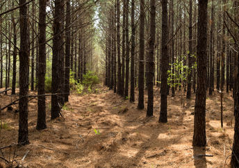 乔治亚州东南部的宜家松林。