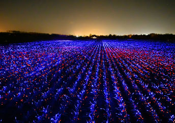LED光生物学灯在荷兰的一个田野上发光，将艺术和科学融为一体。