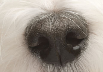 用狗的鼻子来展示嗅觉