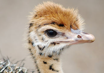 这个婴儿EMU做动物辅助治疗。