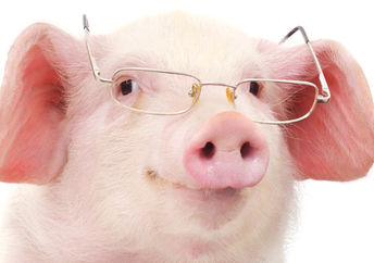 一只戴着眼镜的可爱的微型猪看起来非常聪明!