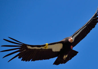 一只罕见的飞行中的加州秃鹰