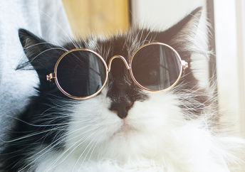 一只毛茸茸的猫骄傲地戴着太阳镜。