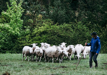 与绵羊群的妇女牧羊人。