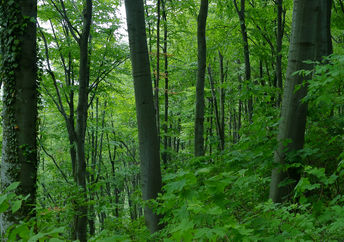 绿色的茂密的森林