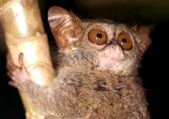 印度尼西亚的侏儒眼镜猴，庆祝地球日