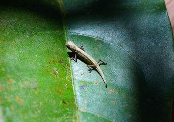 世界上最小的变色龙出现在一名男子掌心的叶子上。
