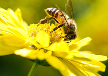 一只蜜蜂在花上。