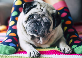 回收用袜子戴上狗的床。