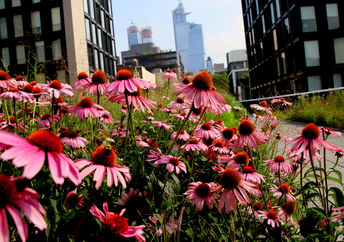 鲜花和蜜蜂在纽约的高架