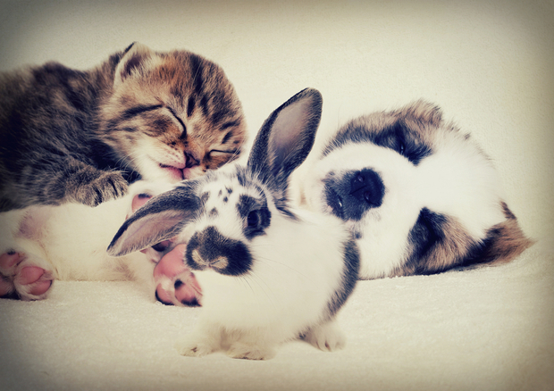 一只狗，一只兔子和一只小猫