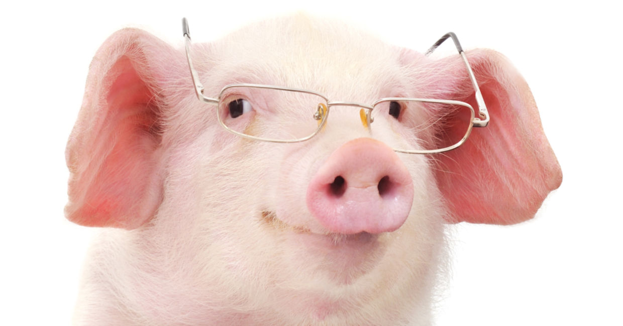 一只可爱的微猪戴眼镜看起来非常聪明！
