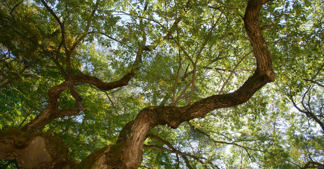 来自柳树的树皮是药用植物之一。188金宝搏亚洲体