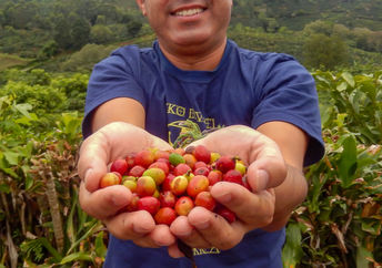 一位农夫骄傲地捧着一把刚摘下来的咖啡豆。