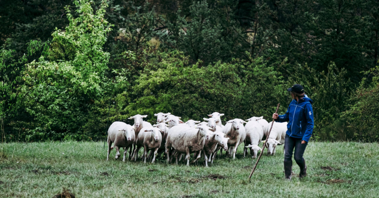 与绵羊群的妇女牧羊人。“class=